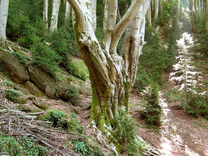 Bosque de la Grevolosa: un rincón mágico en plena naturaleza