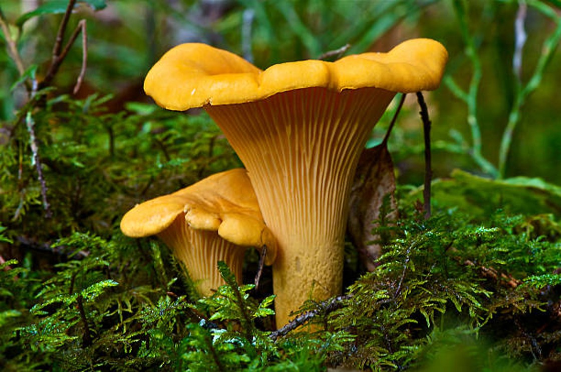 Bolets Berguedà: guide to enjoy the mycological season in Berguedà